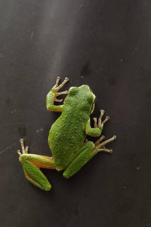 Pacific Chorus Frog Art Print featuring the photograph Velcro Feet by I'ina Van Lawick