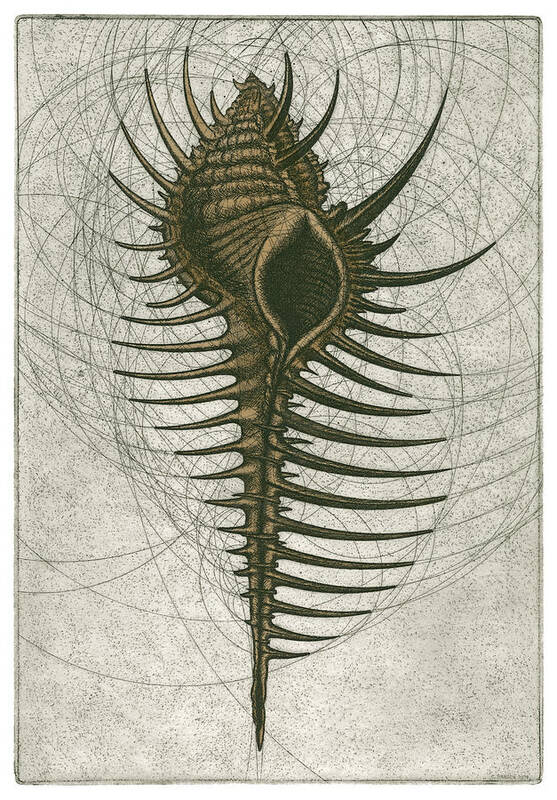 Venus Art Print featuring the drawing Venus Comb Murex by Charles Harden