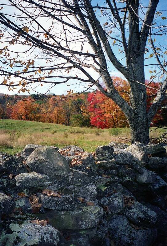 Trees Art Print featuring the photograph Vermont Autumn by John Scates