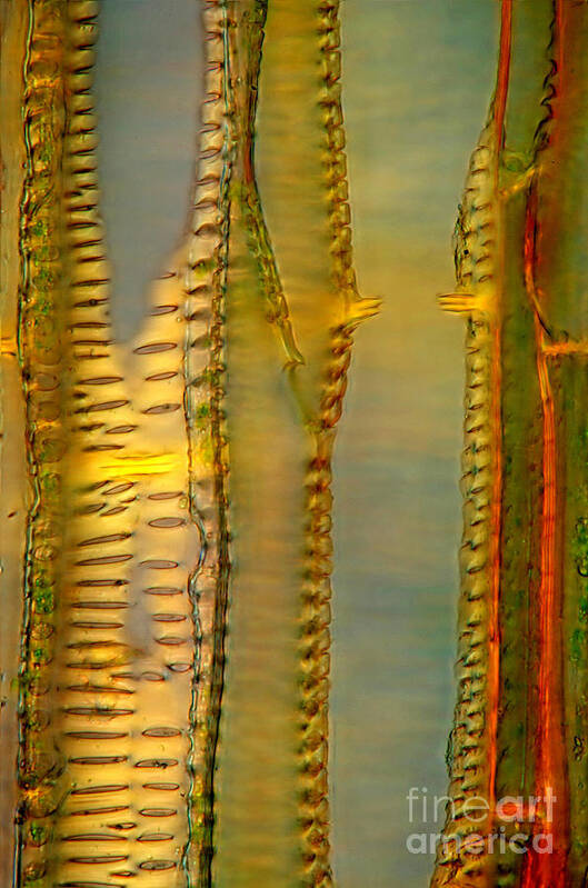Plant Vessels Art Print featuring the photograph Vessels In Lovage Stem, Polarized Lm by Marek Mis