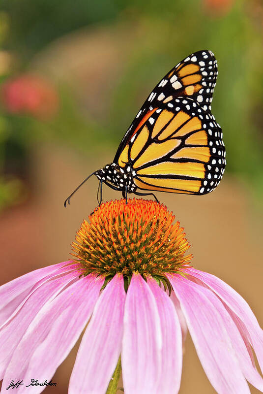 Animal Art Print featuring the photograph Monarch Butterfly on a Purple Coneflower by Jeff Goulden