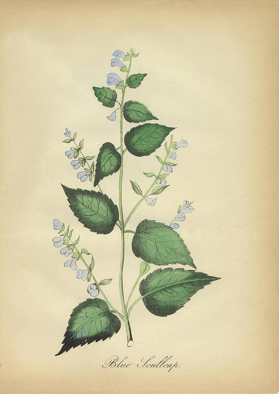 Victorian Botanical Illustration of Blue Skullcap Flower Art Print Peacock Graphics - Fine Art America