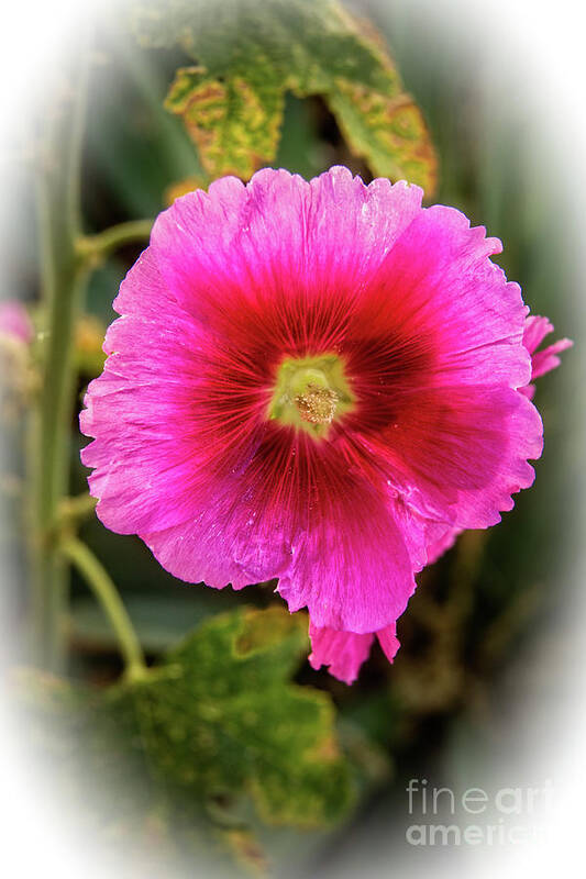 Alcea Rosea Art Print featuring the photograph Vigenetted Hollyhock by Robert Bales