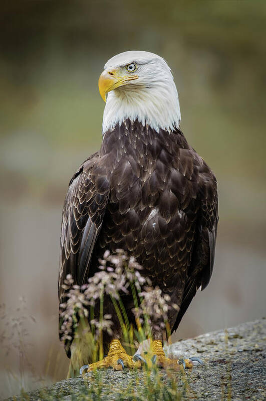 Birds Art Print featuring the photograph Vigilance by Bruce Bonnett