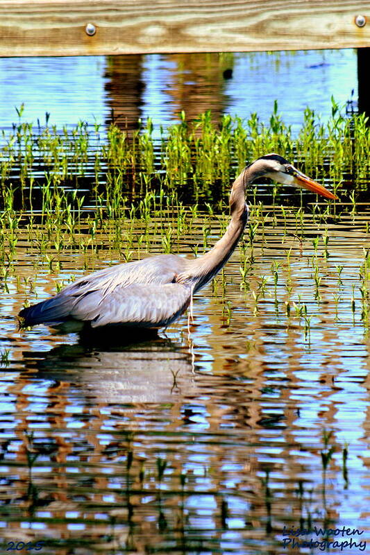 Heron Art Print featuring the photograph Waiting For Dinner by Lisa Wooten
