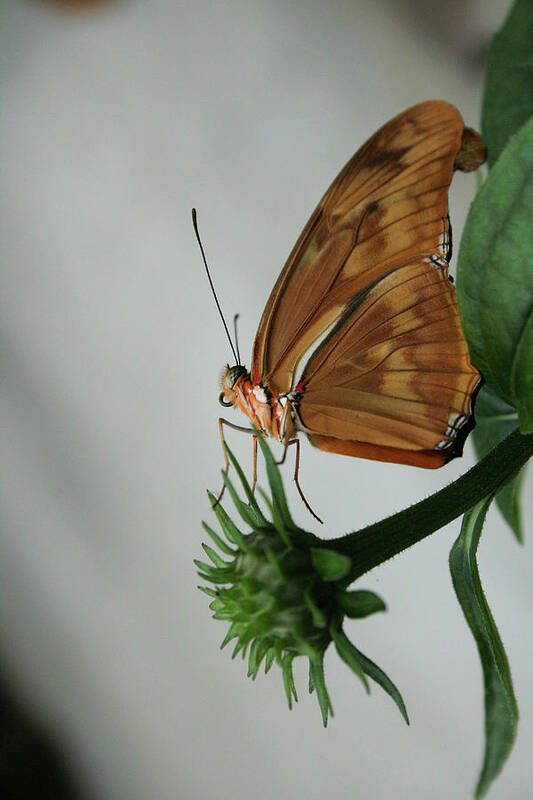 Butterfly Art Print featuring the photograph Butterfy Waiting on the Wind 2 by Cathy Harper