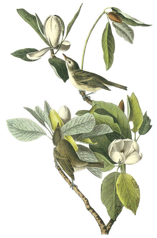 John James Audubon Art Print featuring the painting Warbling Vireo by John James Audubon
