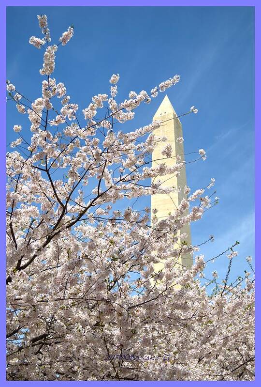 Washington Monument Art Print featuring the photograph Washington Monument amidst Cherry blossoms by Sonali Gangane