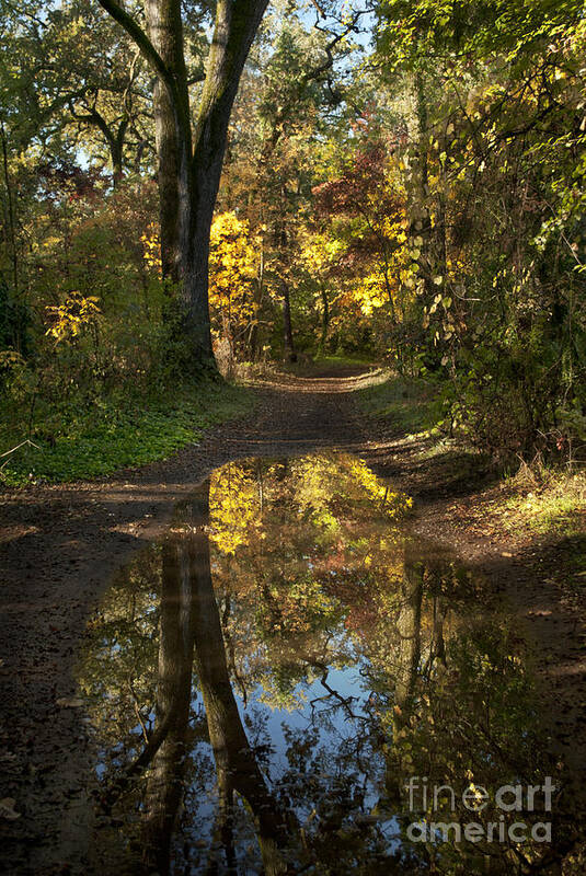 Landscape Art Print featuring the photograph Water on the trail by Richard Verkuyl