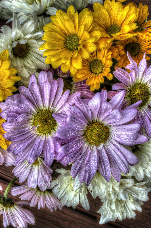 Daisies Art Print featuring the photograph We Need To Be Together by Mike Eingle