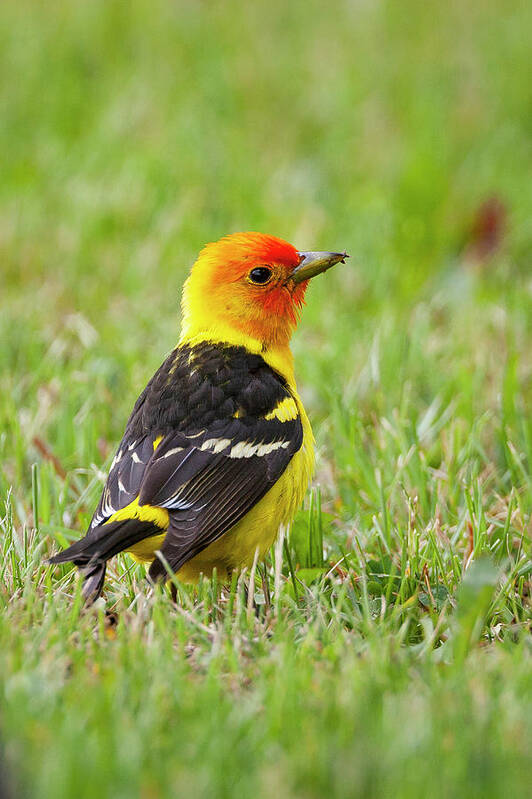 Mark Miller Photos Art Print featuring the photograph Western Tanager by Mark Miller