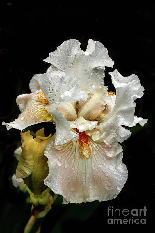 Iris Art Print featuring the photograph Wet White Iris by Robert Bales