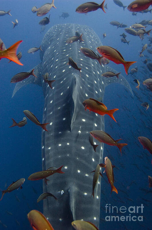 Mp Art Print featuring the photograph Whale Shark Galapagos Islands by Pete Oxford