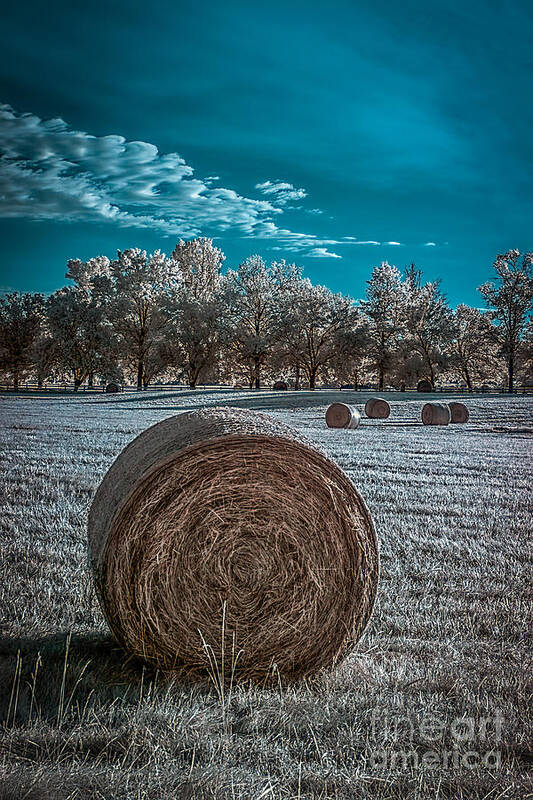 Needwood Art Print featuring the photograph What the hay---faux color IR by Izet Kapetanovic