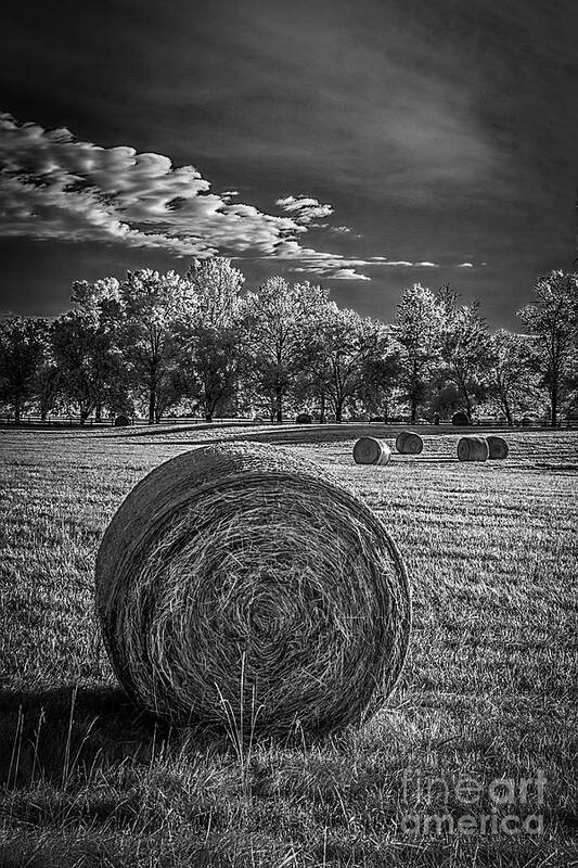 Needwood Art Print featuring the photograph What the hay---IR by Izet Kapetanovic