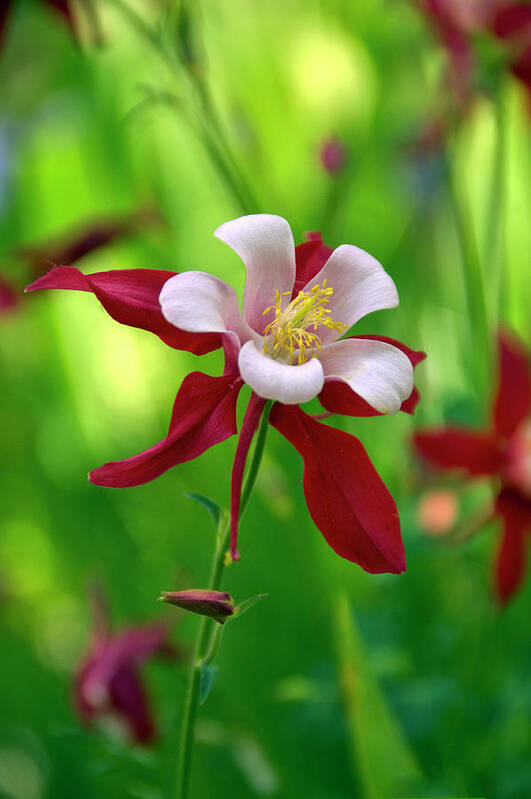 Mixed Media Columbine. Colorado Columbine. Columbine Greeting Cards. Flowers. Tulips. Sunflowers. Garden. Flower Beds. Rocky Mountain Park Colorado. Red. Blue. Water. Rain. Mountains. Digital Camera. Photography. Pictures. Bags. Spring. Summer. Mountain Flowers. Trails. Hiking. Camping. Fishing. Camp. Fires. Planting. Harvest. Art Print featuring the photograph White and Red Columbine by James Steele