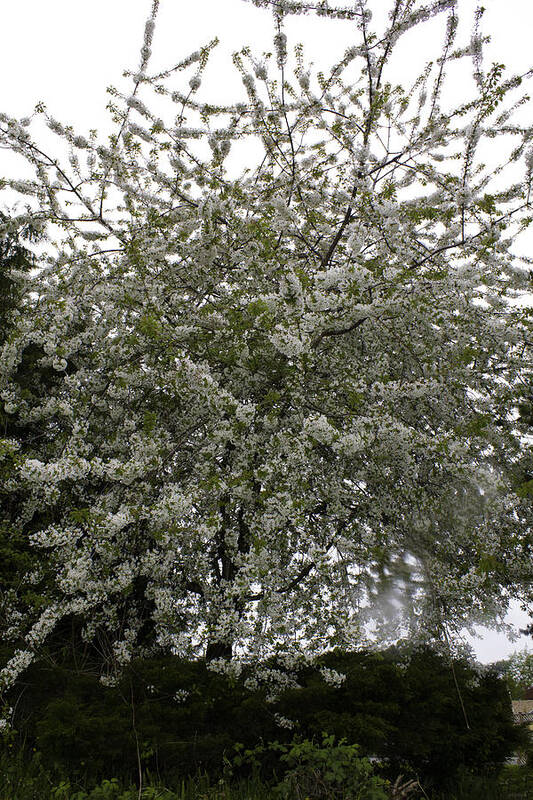 White Blossomed Three Art Print featuring the photograph White Blossomed Tree by Donna L Munro