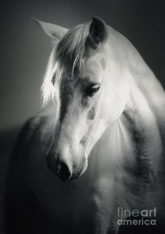 Horse Art Print featuring the photograph White Horse Head Art Portrait by Dimitar Hristov
