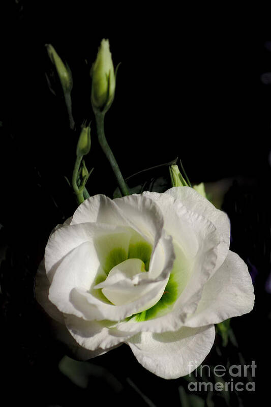 White Art Print featuring the photograph White Rose on Black by Jeremy Hayden