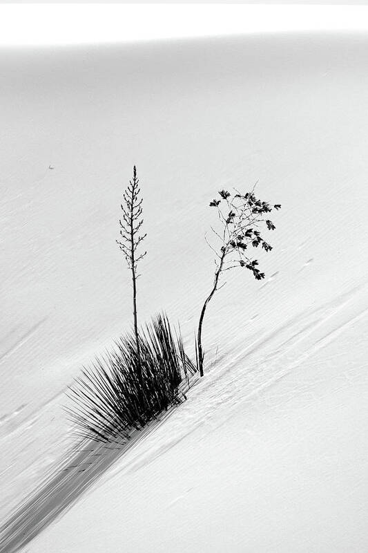 White Sands National Monument Art Print featuring the photograph White Sands Yucca 5 by JustJeffAz Photography