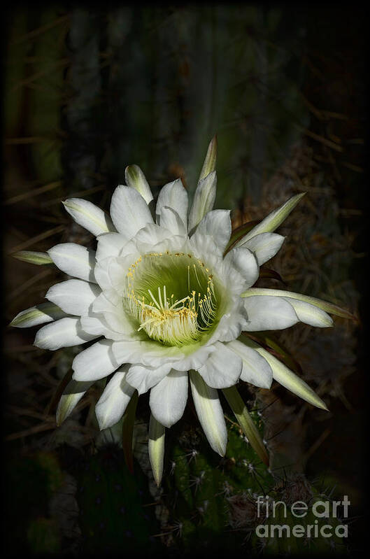 White Echinopsis Cactus Flower Art Print featuring the photograph White Torch Cactus by Saija Lehtonen