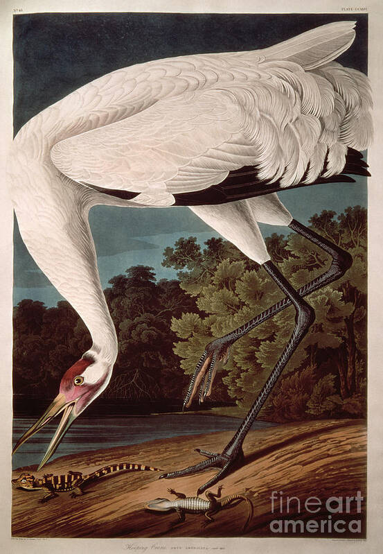 Crane Art Print featuring the painting Whooping Crane by John James Audubon