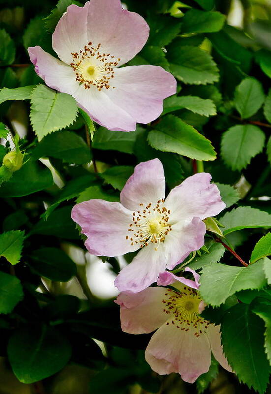Wild Roses Art Print featuring the photograph Wild Roses. Trio. by Elena Perelman