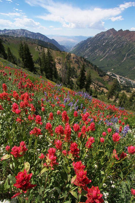 Landscape Art Print featuring the photograph Wildflowers and View Down Canyon by Brett Pelletier