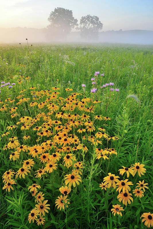 Glacial Park Art Print featuring the photograph Wildflowers of West Glacial Park at Sunrise by Ray Mathis