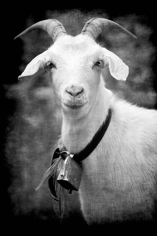 Goat Alpine White Billy Bell Horns Portrait Animal Alps Serious Creature Stare Art Print featuring the photograph Willhelm of the Alps by Jennifer Wright