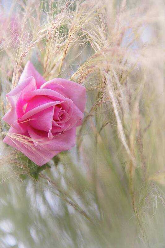 Rose Art Print featuring the photograph Windswept Rose by Lynn Bauer