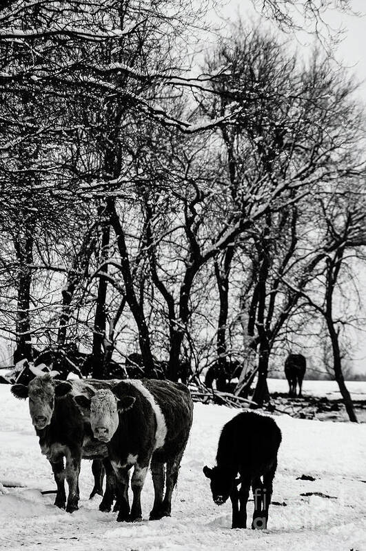 Cows Art Print featuring the photograph Winter Cows by Elaine Hunter
