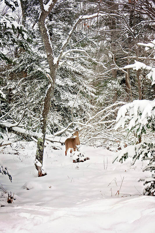 Winter Deer In The Forest Print Art Print featuring the photograph Winter Deer in the Forest by Gwen Gibson