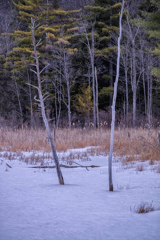Spofford Lake New Hampshire Art Print featuring the photograph Winter Marsh And Trees by Tom Singleton
