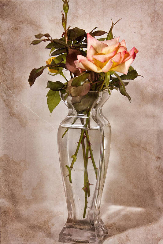 Rose Art Print featuring the photograph Winter Rose by Joan Bertucci