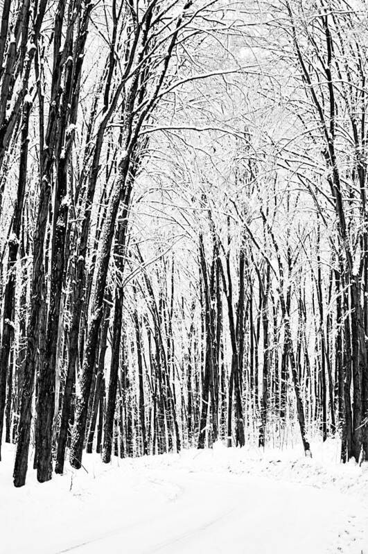 Winter Art Print featuring the photograph Winter Startk by JGracey Stinson