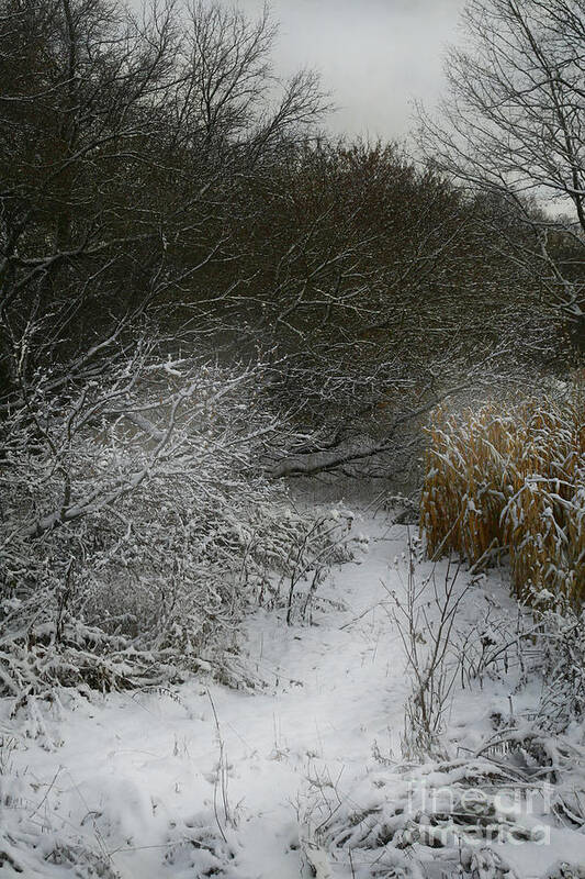 Winter Art Print featuring the photograph Winter Stew by Jan Piller