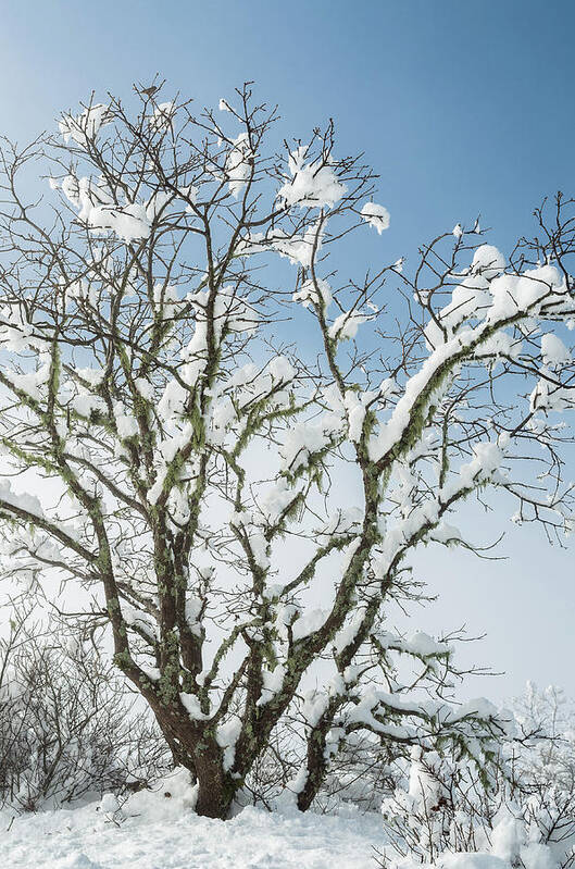 Berry Summit Art Print featuring the photograph Winter Tree at Berry Summit by Greg Nyquist