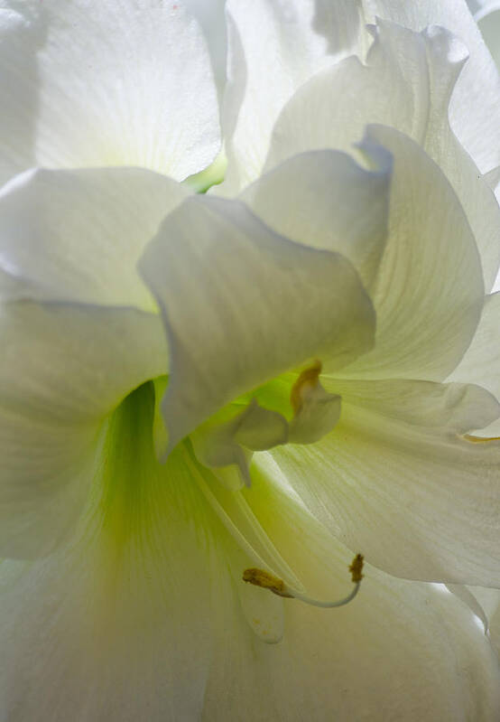 Amaryllis Art Print featuring the photograph Winter White by Stephanie Maatta Smith
