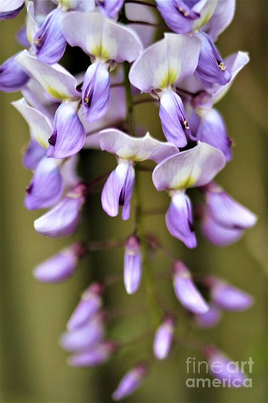 Purple Art Print featuring the photograph Wisteria Whims by Tracey Lee Cassin