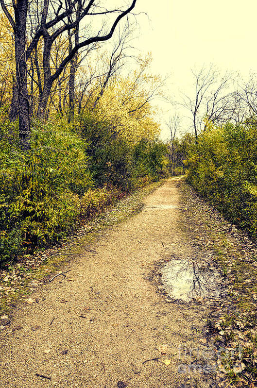 Trail Through The Woods Art Print featuring the photograph Wooded Trail by Jill Battaglia