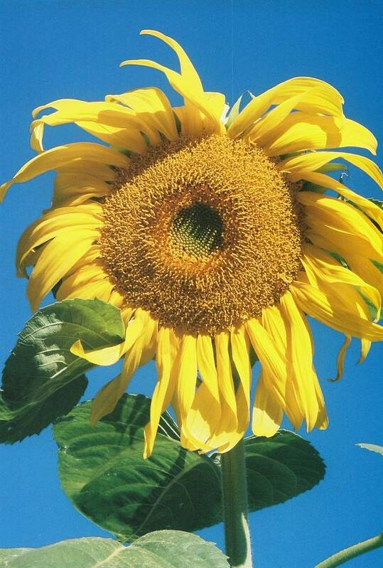 Sunflower Art Print featuring the photograph Wow by Billie Colson
