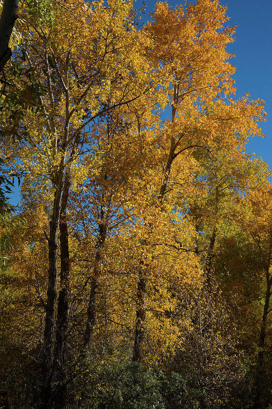 Cody Art Print featuring the photograph Wyoming Fall by Frank Madia