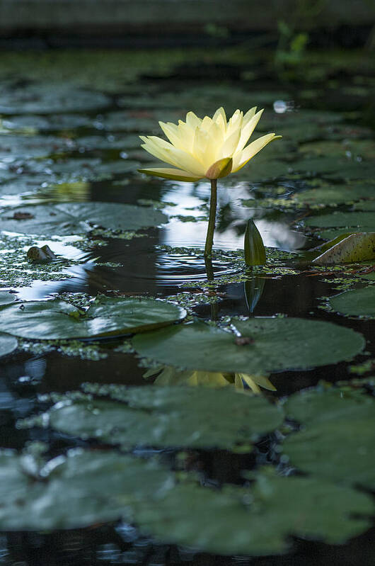 Close-up Art Print featuring the photograph Yellow lilly tranquility by Brian Green