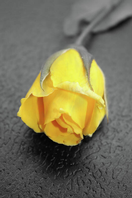 Photography Art Print featuring the photograph Yellow rose by Angel Jesus De la Fuente