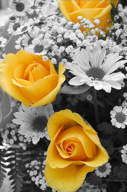 Rose Art Print featuring the photograph Yellow Roses by Amy Fose