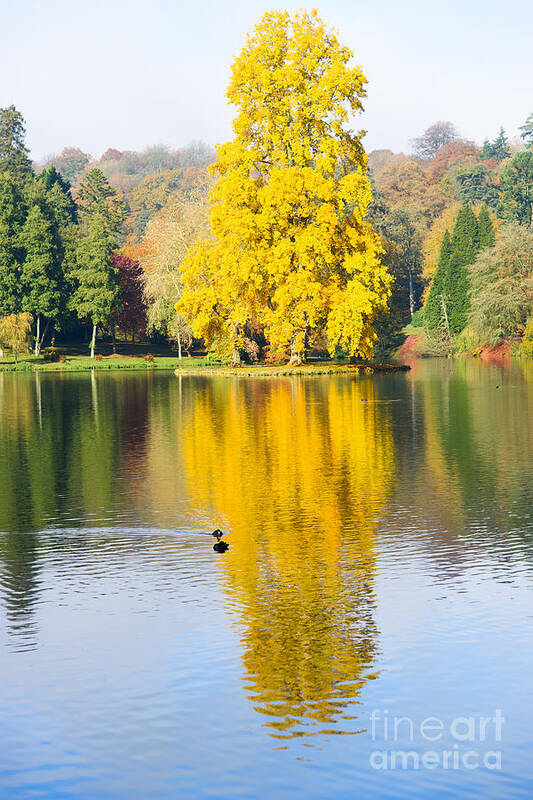 Autumn Art Print featuring the photograph Yellow tree reflection by Colin Rayner