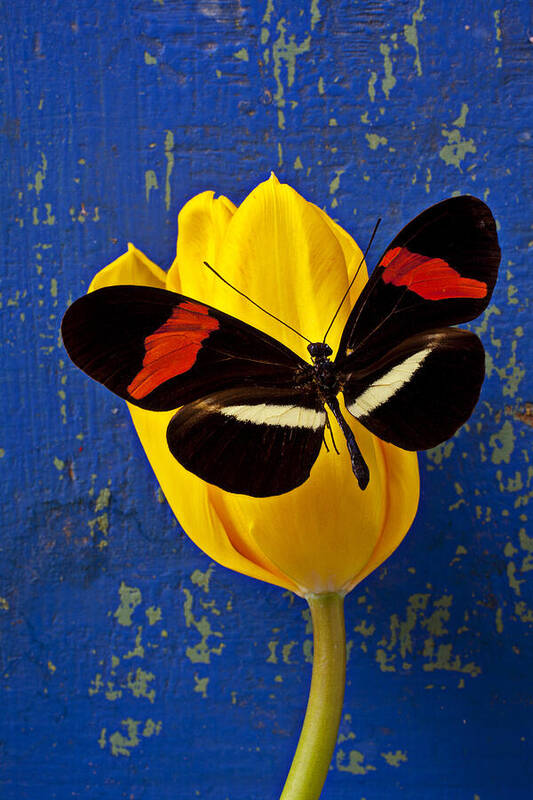 Yellow Art Print featuring the photograph Yellow Tulip With Orange and Black Butterfly by Garry Gay