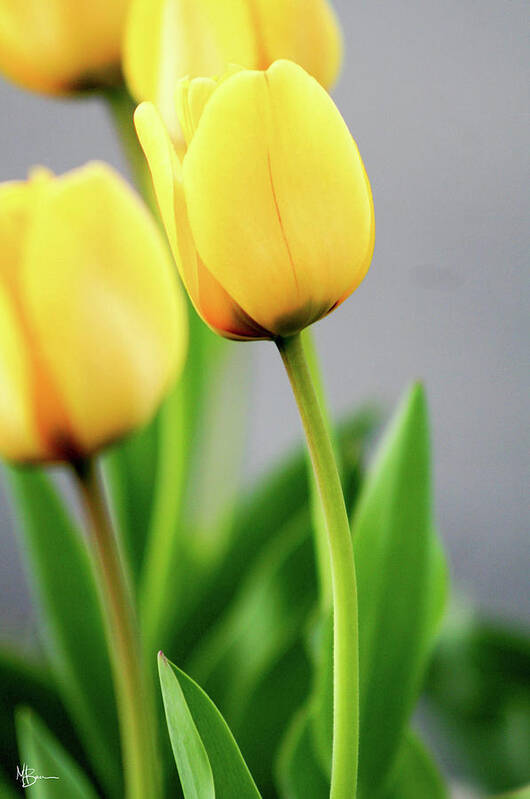 Floral Art Print featuring the photograph Yellow Tulips by Mary Anne Delgado