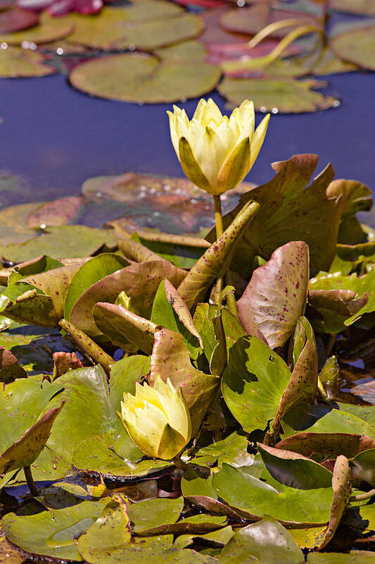 Water Art Print featuring the photograph Yellow Water Hyacinth by Peter J Sucy